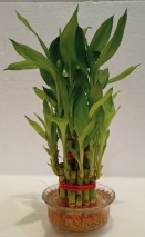 DOUBLE LAYER LUCKY BAMBOO